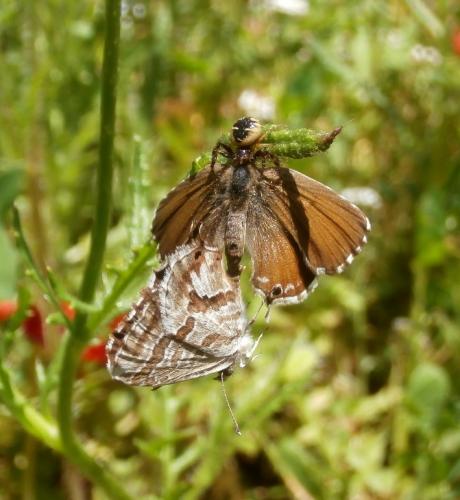 Réf. 203 596 : Cacyreus marshalli